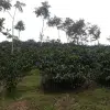 Equateur Choco Andino - Thumbnail Image 2