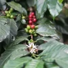 Equateur Choco Andino - Thumbnail Image 3