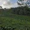 Equateur Choco Andino - Thumbnail Image 4